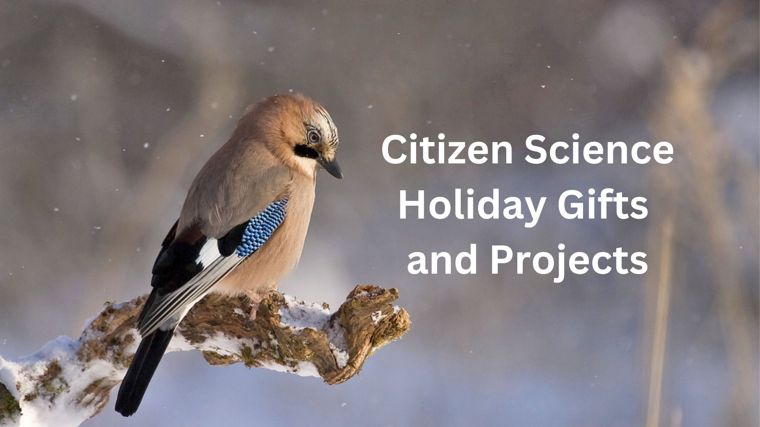 Regalos y proyectos navideños de ciencia ciudadana