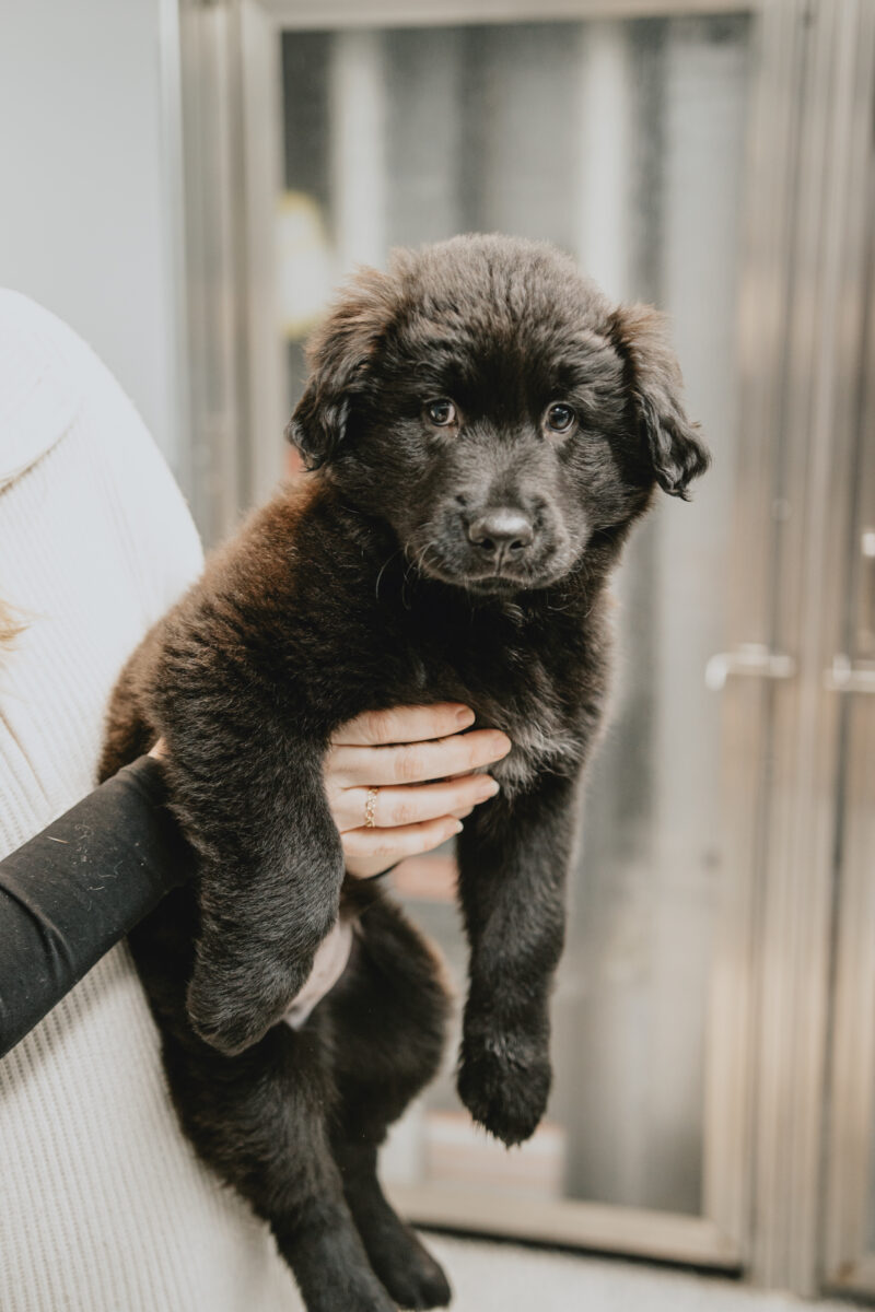 Qué alimentar a un cachorro con diarrea leve