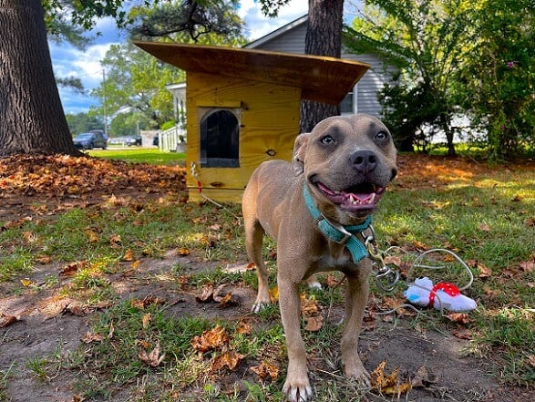 ‘Ayuda a los animales Hanukkah’: 8 días, 8 acciones