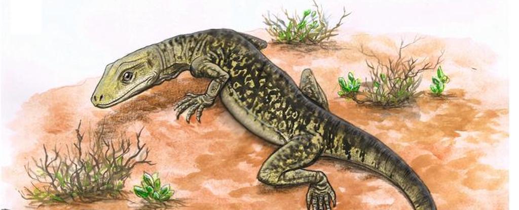El lagarto más antiguo del mundo finalmente encuentra su lugar en el árbol genealógico: ScienceAlert