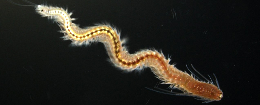 Este gusano puede regenerar su cuerpo revirtiéndolo a un estado similar al de las células madre: ScienceAlert
