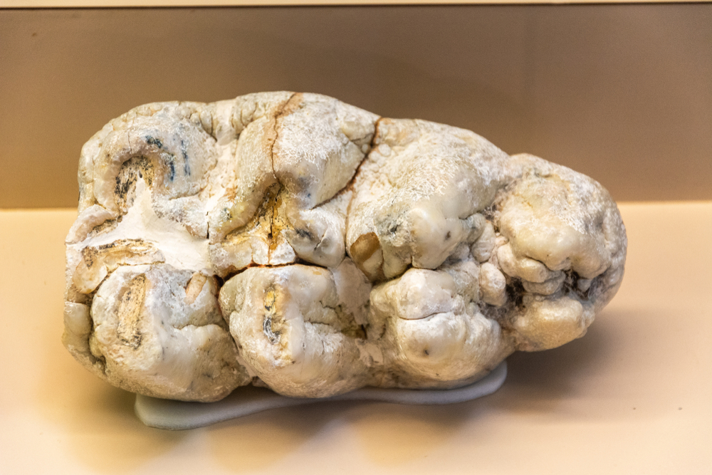 Paleontólogos descubren accidentalmente la mandíbula de un mastodonte en un jardín trasero