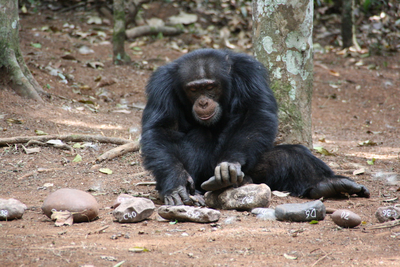 Los chimpancés, al igual que los humanos, dividen las tareas complejas en partes más pequeñas