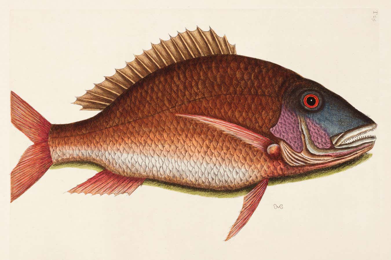 Intrincadas ilustraciones del siglo XVIII de impresionante flora y fauna.