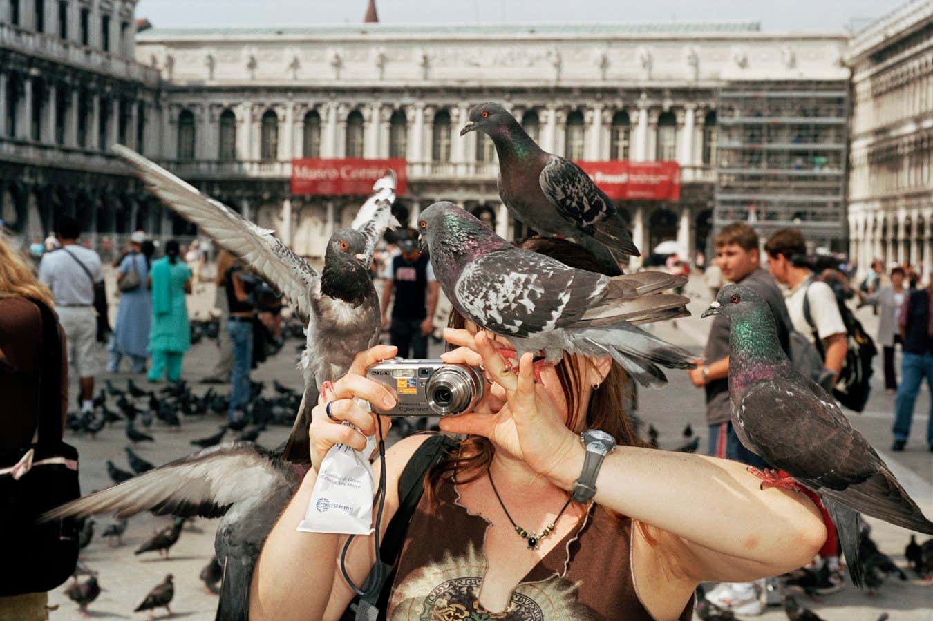 Los asombrosos talentos de las palomas y por qué deberíamos aprender a amarlas