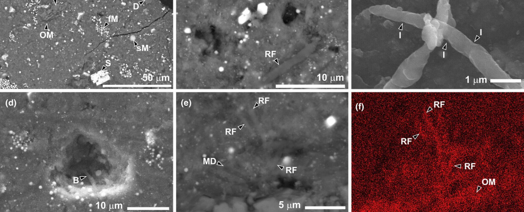 Fragmento de asteroide revela signos de vida, pero no es lo que piensas: ScienceAlert