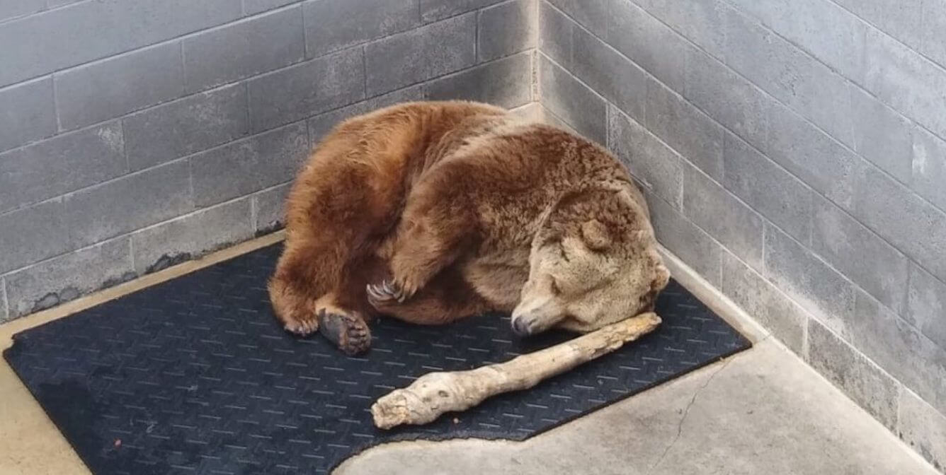 ¡Ho, ho, horrible! Tres zoológicos de carretera reciben un trozo de carbón de PETA