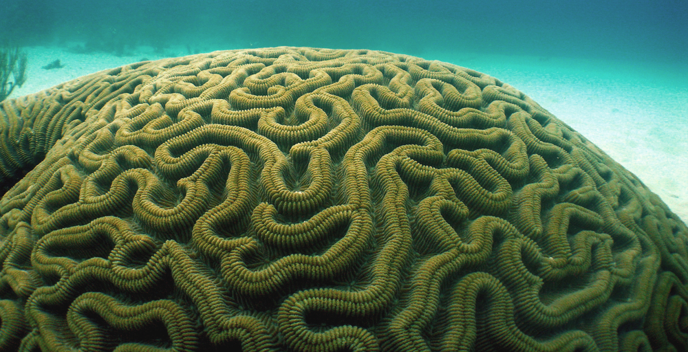 El coral cerebral parece un cerebro y puede vivir hasta 900 años