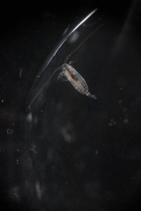 Los excrementos de los organismos más pequeños del océano podrían combatir el cambio climático