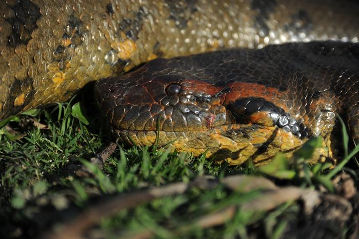 Conozca 10 de las nuevas especies de plantas y animales identificadas en 2024