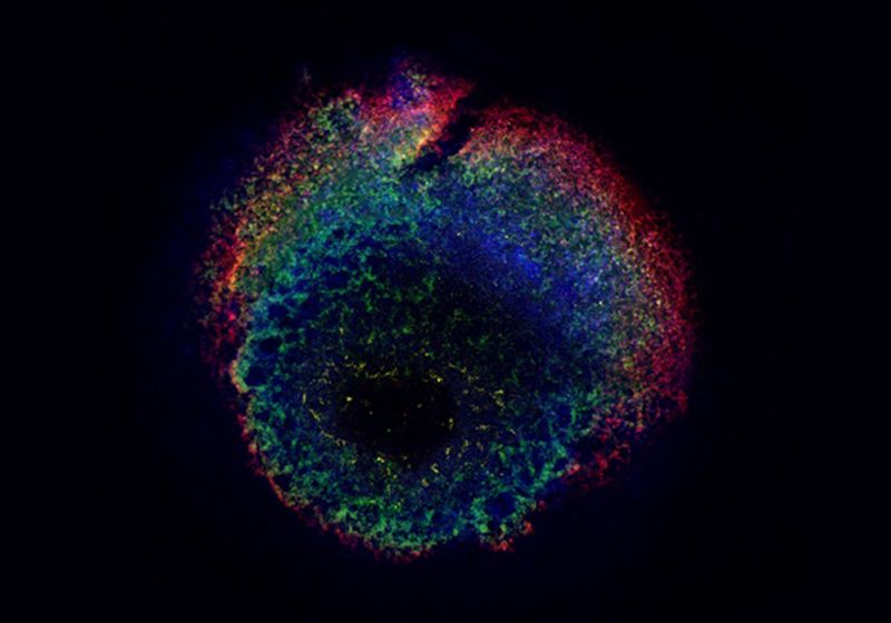 ¡Malditamente brillante! Los científicos llegan al corazón de la formación de la sangre
