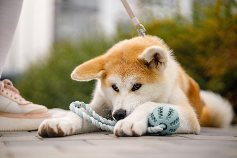 Su perro podría estar mostrando signos de esta agresión posesiva común