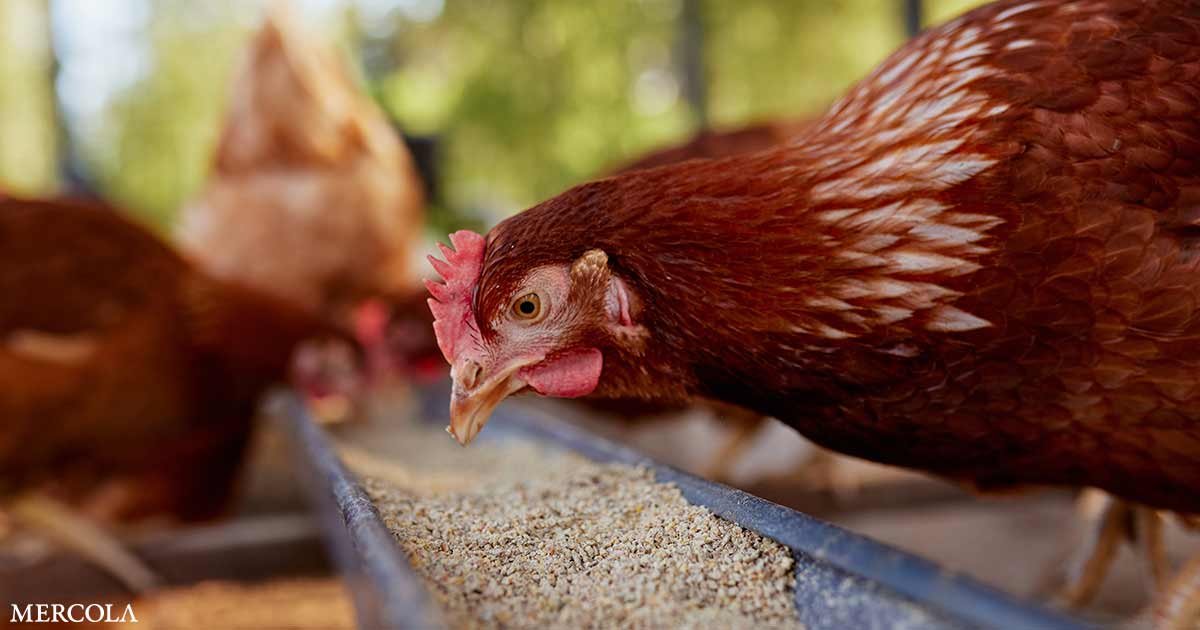 Gripe aviar: de las aves a las vacas… ¿y a los humanos?