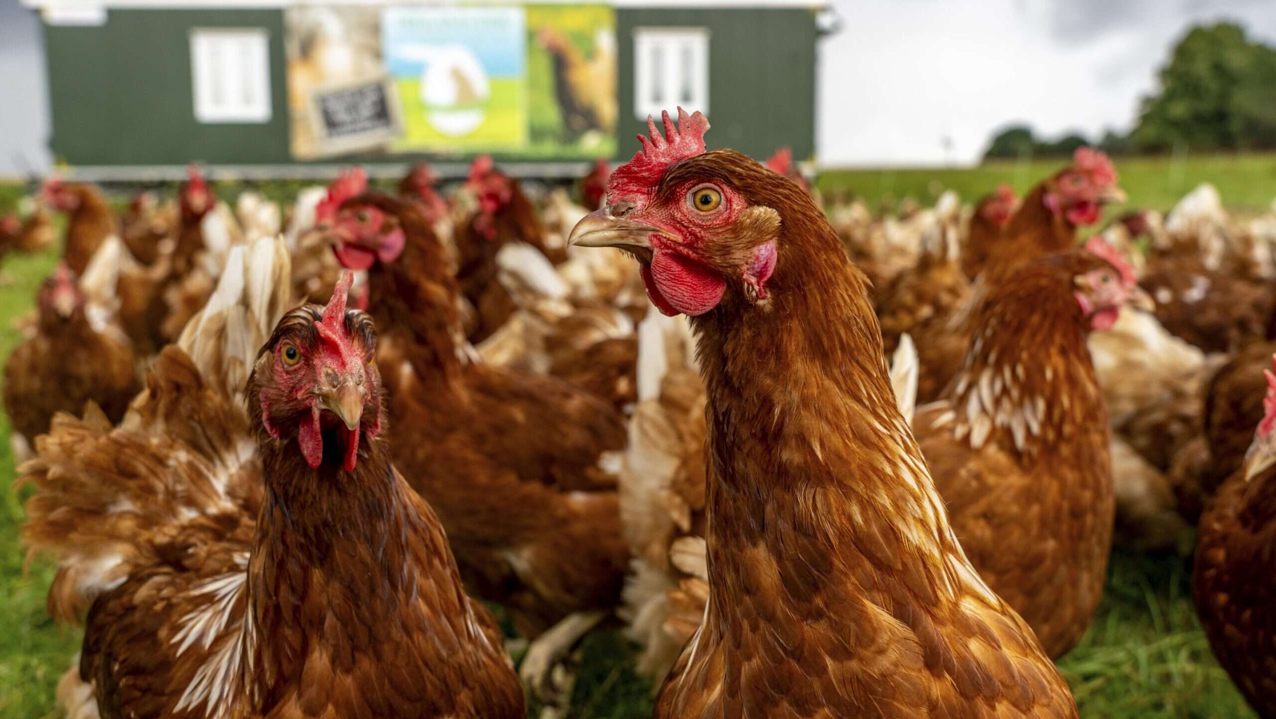 Las reglas propuestas por el USDA para la salmonela podrían acabar con las pequeñas granjas avícolas