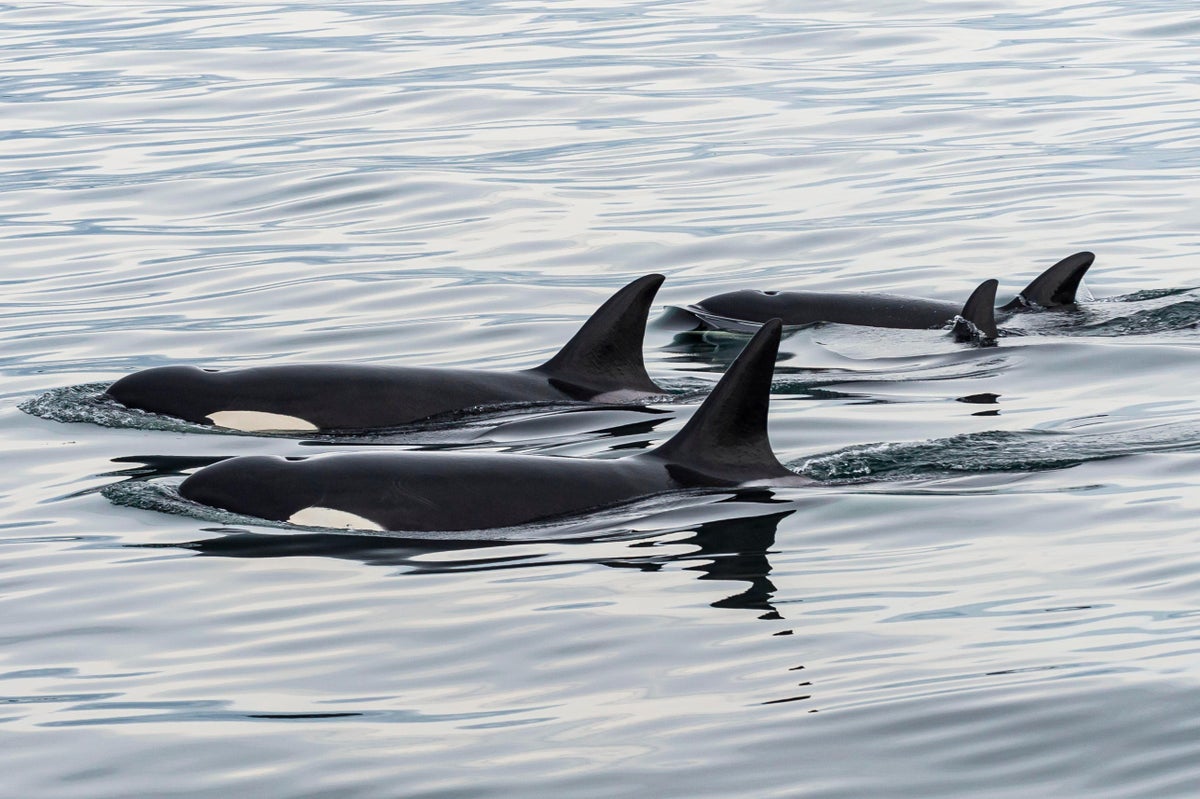 Para las orcas, los sombreros de salmón muerto vuelven a estar de moda