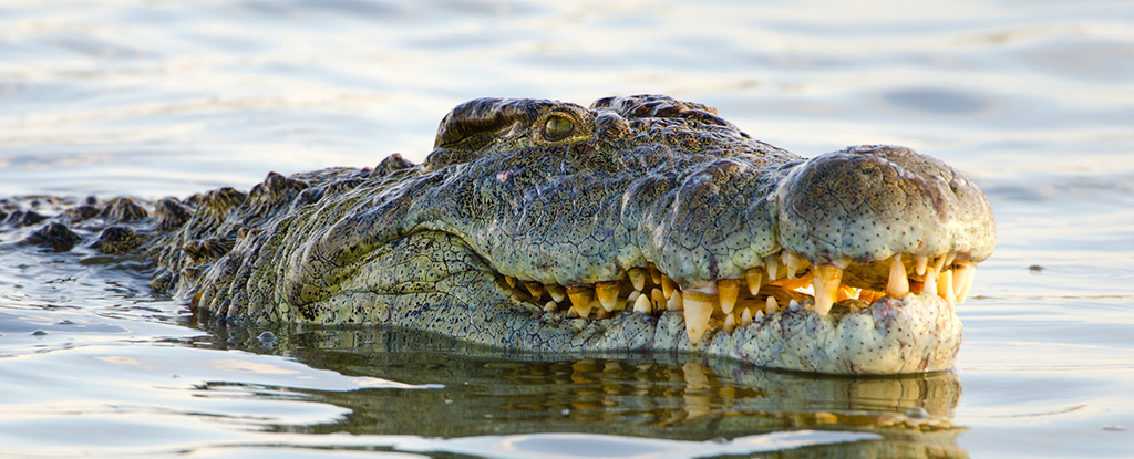 Un estudio revela una fuerza sorprendente detrás de las extrañas escamas de la cabeza de los cocodrilos: ScienceAlert