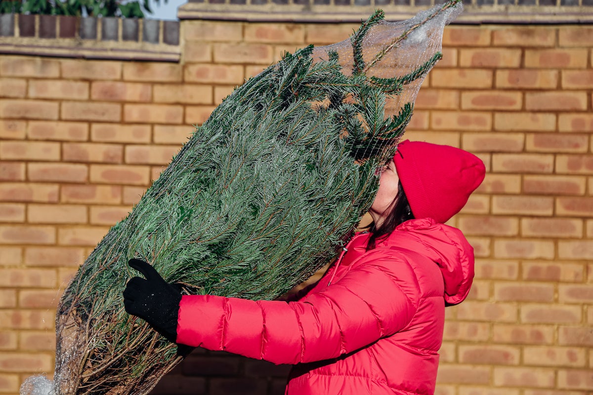 ¿Qué les da a los árboles de Navidad su aroma fresco y acogedor?