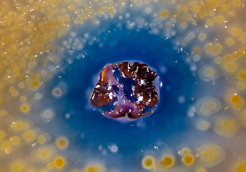 El arte de la fotografía de biopelículas: de la placa de Petri al retrato