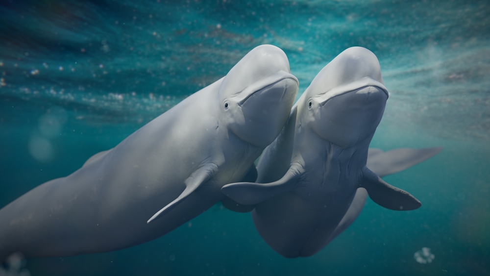 Por qué las ballenas beluga son las Canarias del Mar