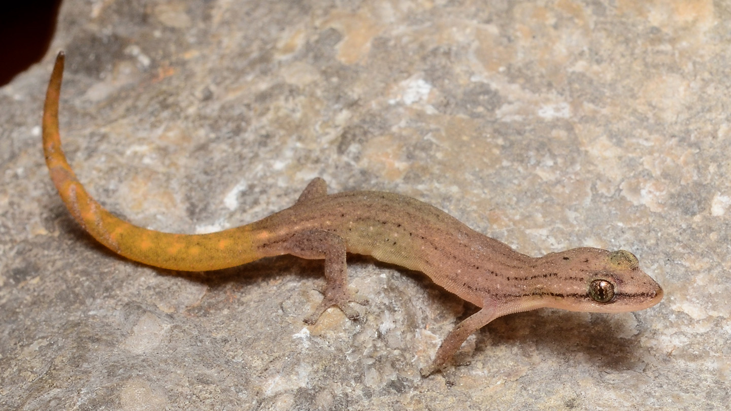 Se han encontrado más geckos nuevos escondidos en las torres de piedra caliza del sudeste asiático