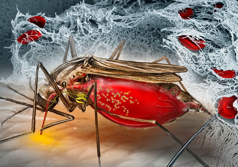 Apuntar a la saliva de los mosquitos podría detener a los parásitos en seco