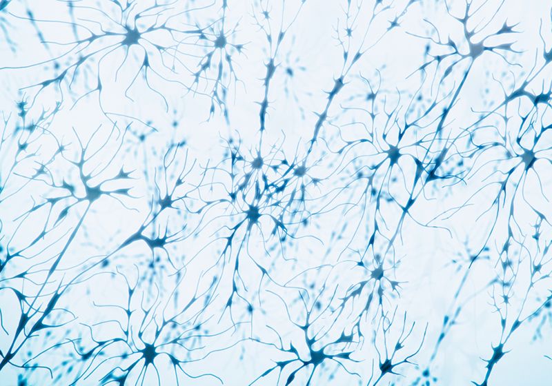 Visualización de la actividad neuronal con imágenes de voltaje de alta velocidad