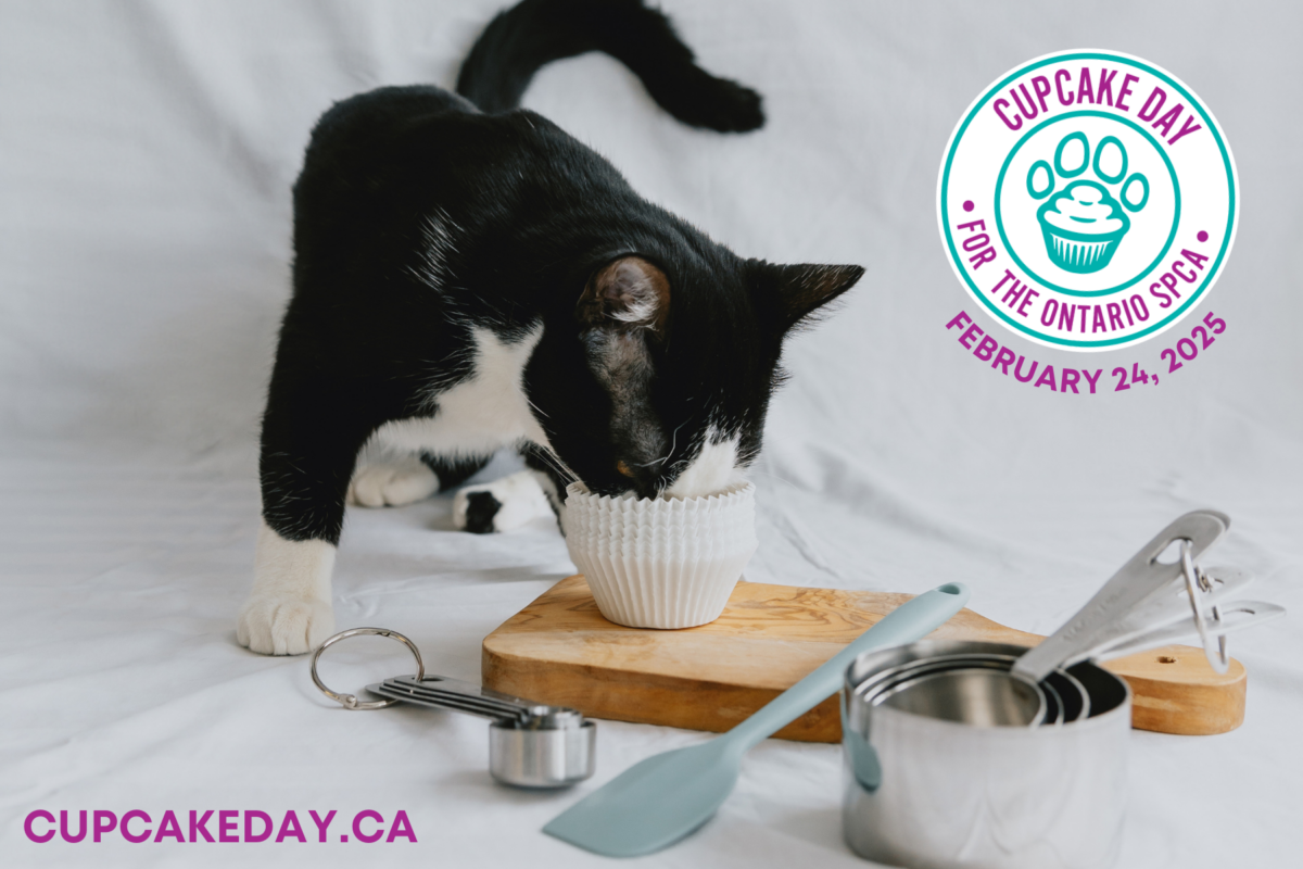 ¡Ayúdenos a ‘hacer’ que el Día de las Magdalenas para la SPCA de Ontario sea un dulce éxito!