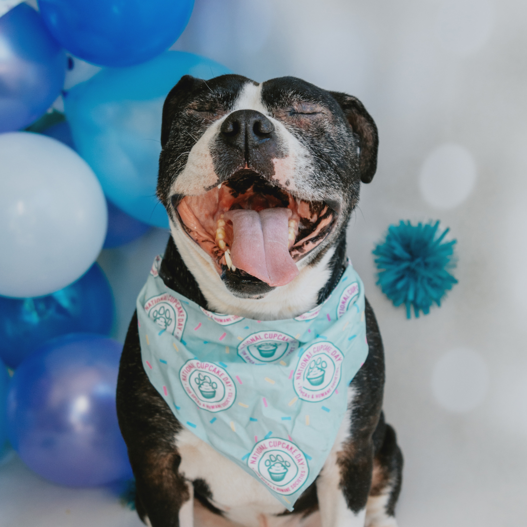 Consejos para organizar una fiesta épica del Día de los Cupcakes que admite mascotas