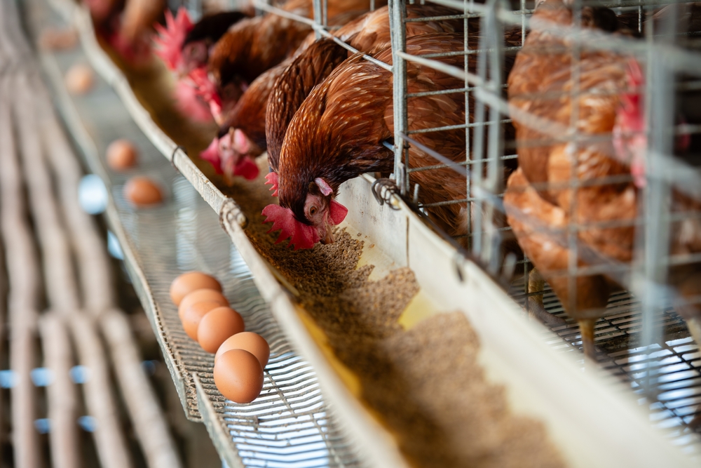 La vacunación masiva de aves de corral podría prevenir la propagación de la gripe aviar, pero también hacer que el virus evolucione