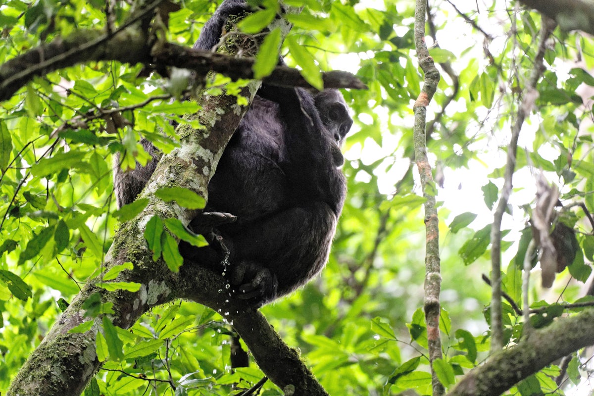 Orinar es contagioso entre los chimpancés