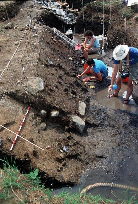 Los rastros de almidón en las herramientas de piedra hacen retroceder la evidencia de la preparación de plantas homínidas en 400.000 años