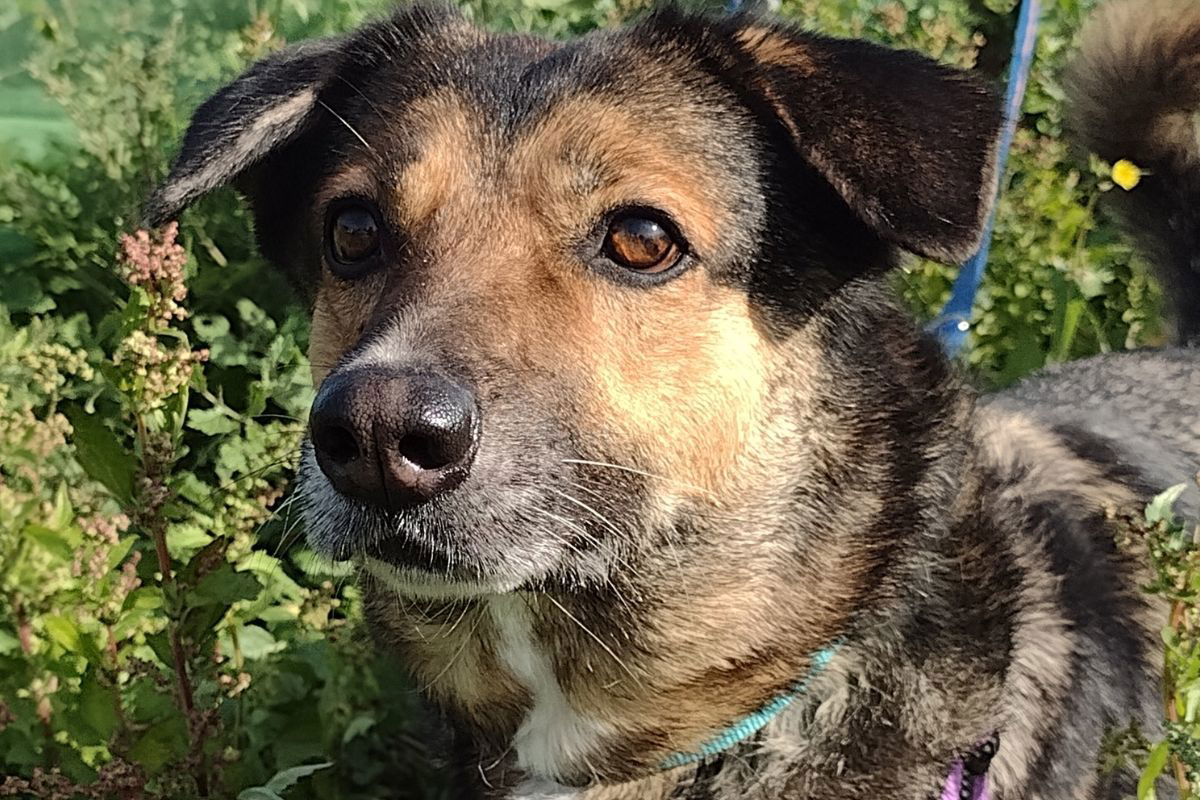 Donaciones para ayudar al santuario Torrox de Tails «Euro Weekly News