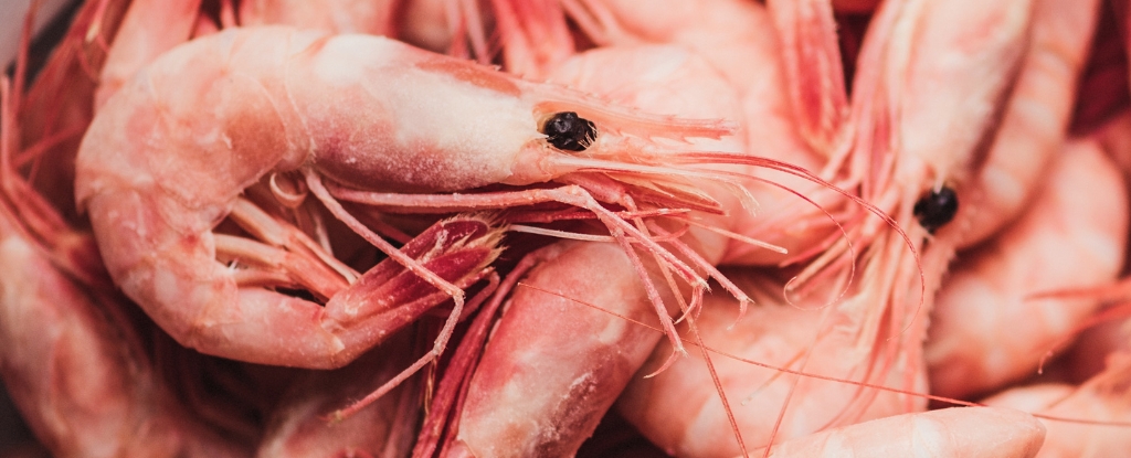 Un estudio encuentra que los microplásticos están muy extendidos en los mariscos populares: ScienceAlert