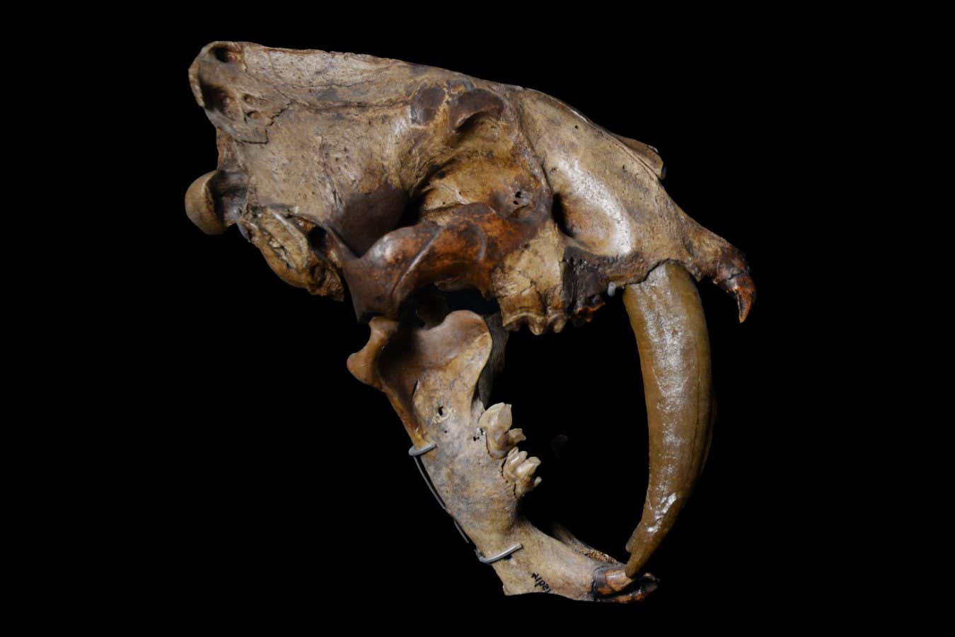 Por qué los animales con dientes de sable evolucionaron una y otra vez