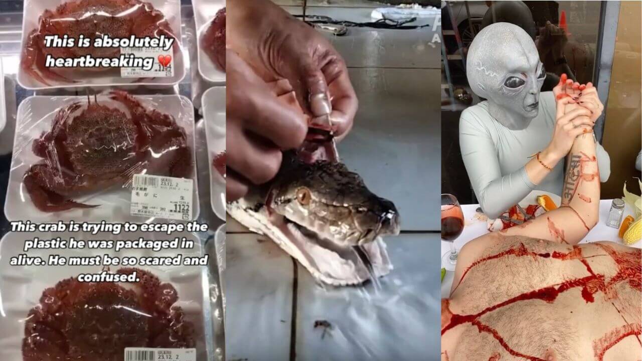 Las mejores publicaciones de PETA en TikTok de todos los tiempos