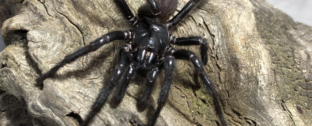 La araña más mortífera del mundo ha estado albergando un secreto asesino: ScienceAlert