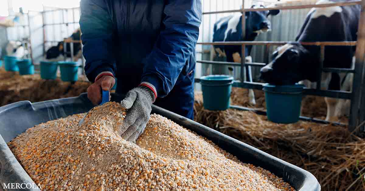 La última ‘solución’ de las grandes empresas: diseñar la digestión de las vacas con fines de lucro