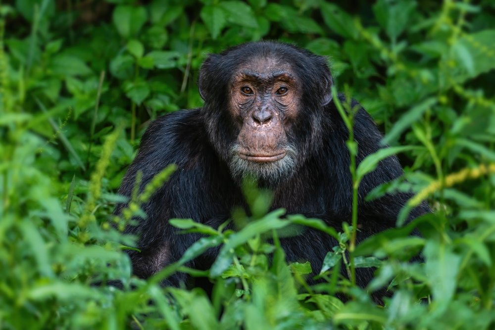 Las micciones contagiosas hacen que los chimpancés vayan en grupos