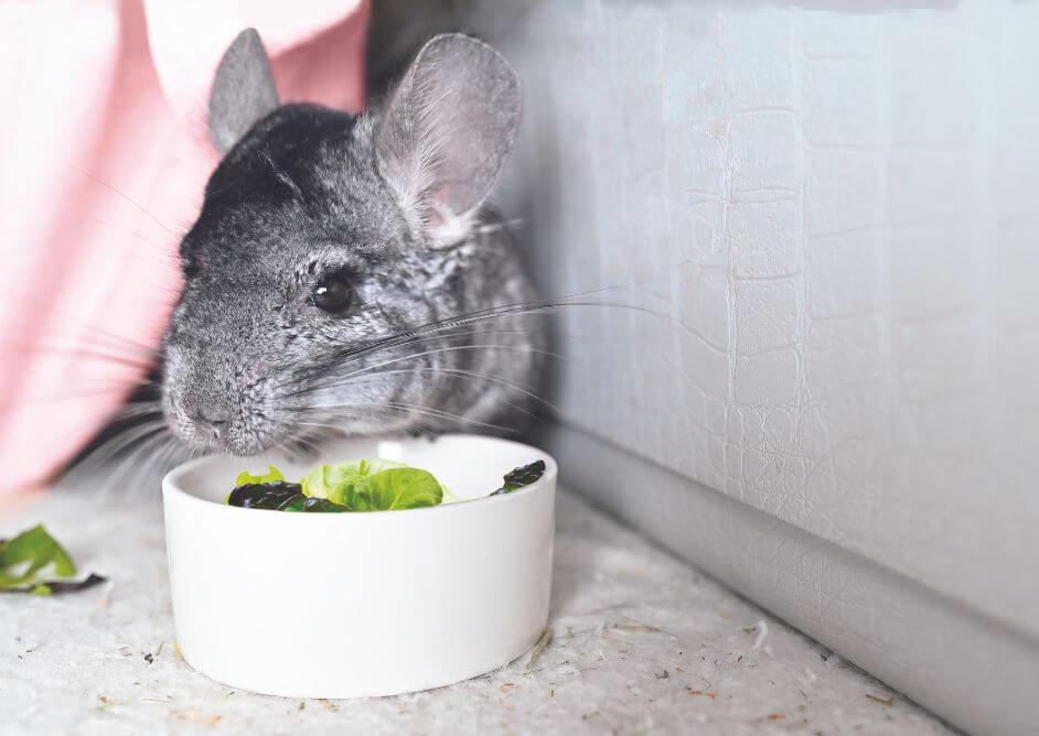 Una guía para el cuidado de la chinchilla como ‘mascota’: lo que debe saber antes de adoptar