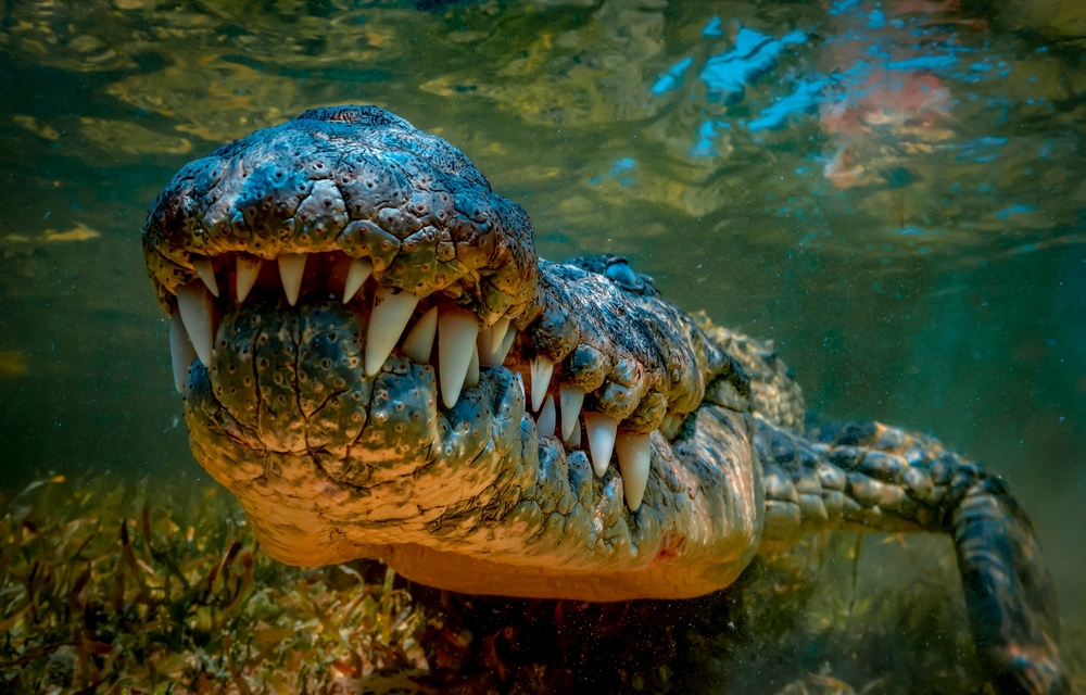 Un cocodrilancia dio un mordisco de un pterosaurio hace 76 millones de años