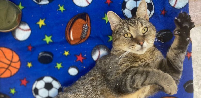 Kevin G.: ¡Este gato adoptable es bastante grool!