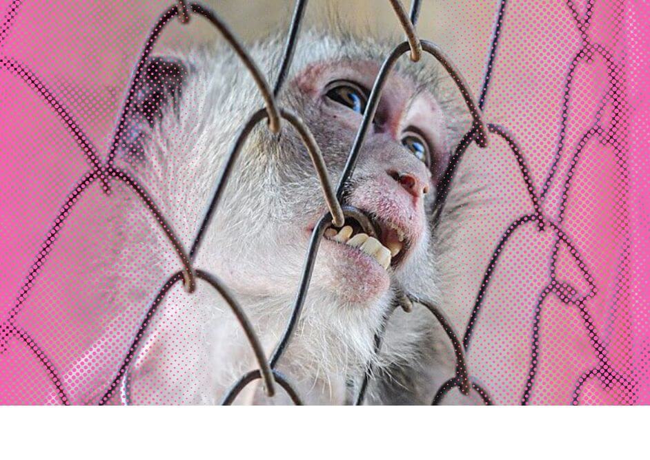 ¡Progreso! Se importarán menos monos a EE. UU. en 2024 tras la presión de PETA