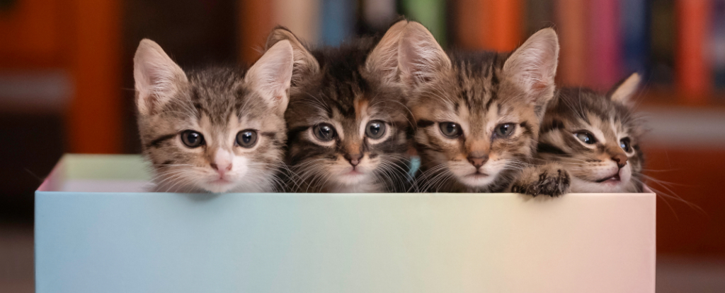 Una nueva teoría resuelve la paradoja del gato de Schrödinger al afirmar que estamos en un multiverso: ScienceAlert