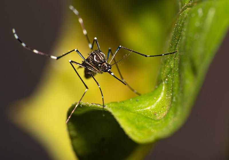 Los insectos macho genéticamente modificados acortan la vida útil de sus parejas