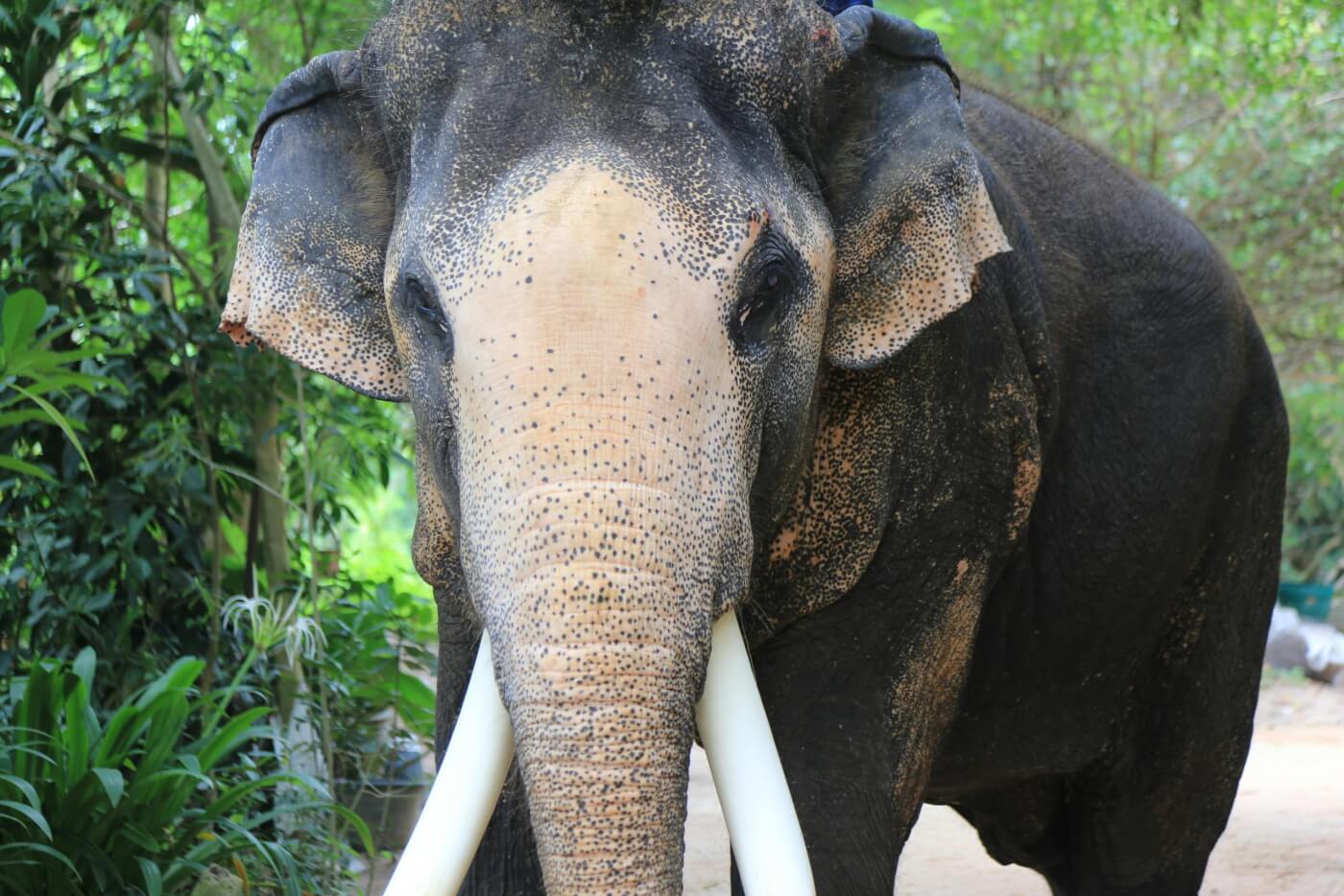 Tres razones para evitar los ‘santuarios’ falsos de elefantes en Tailandia