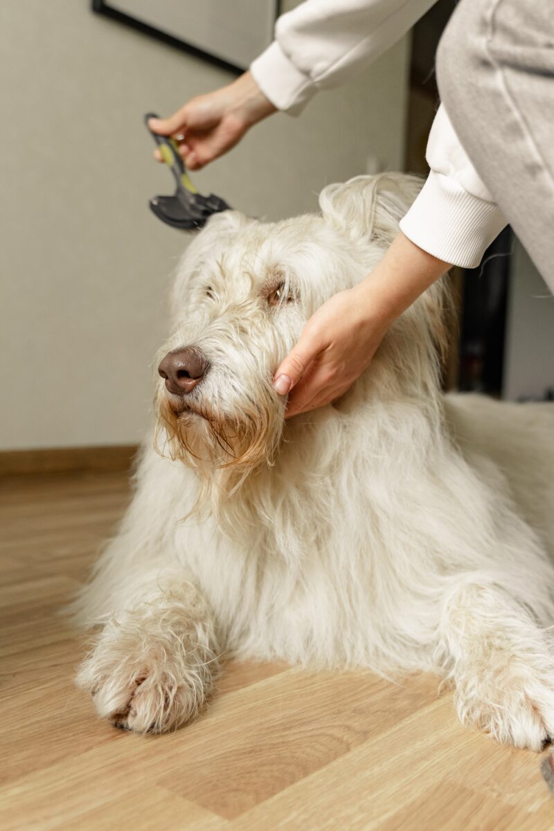 Consejos de aseo de invierno para tu perro