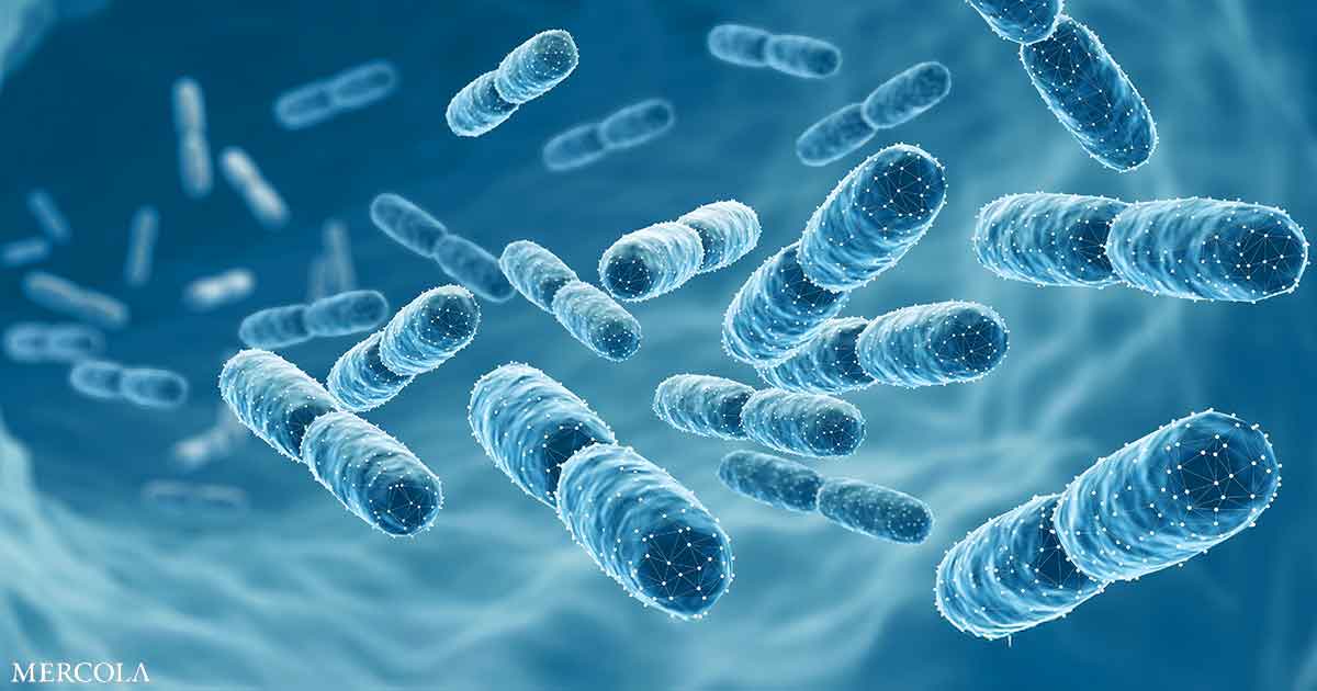 Los probióticos combaten las toxinas retardantes de llama en su cuerpo