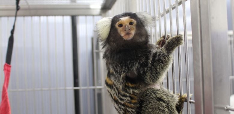 Científicos de PETA aceptan una “invitación” para recorrer el laboratorio de monos Amherst de la Universidad de Massachusetts