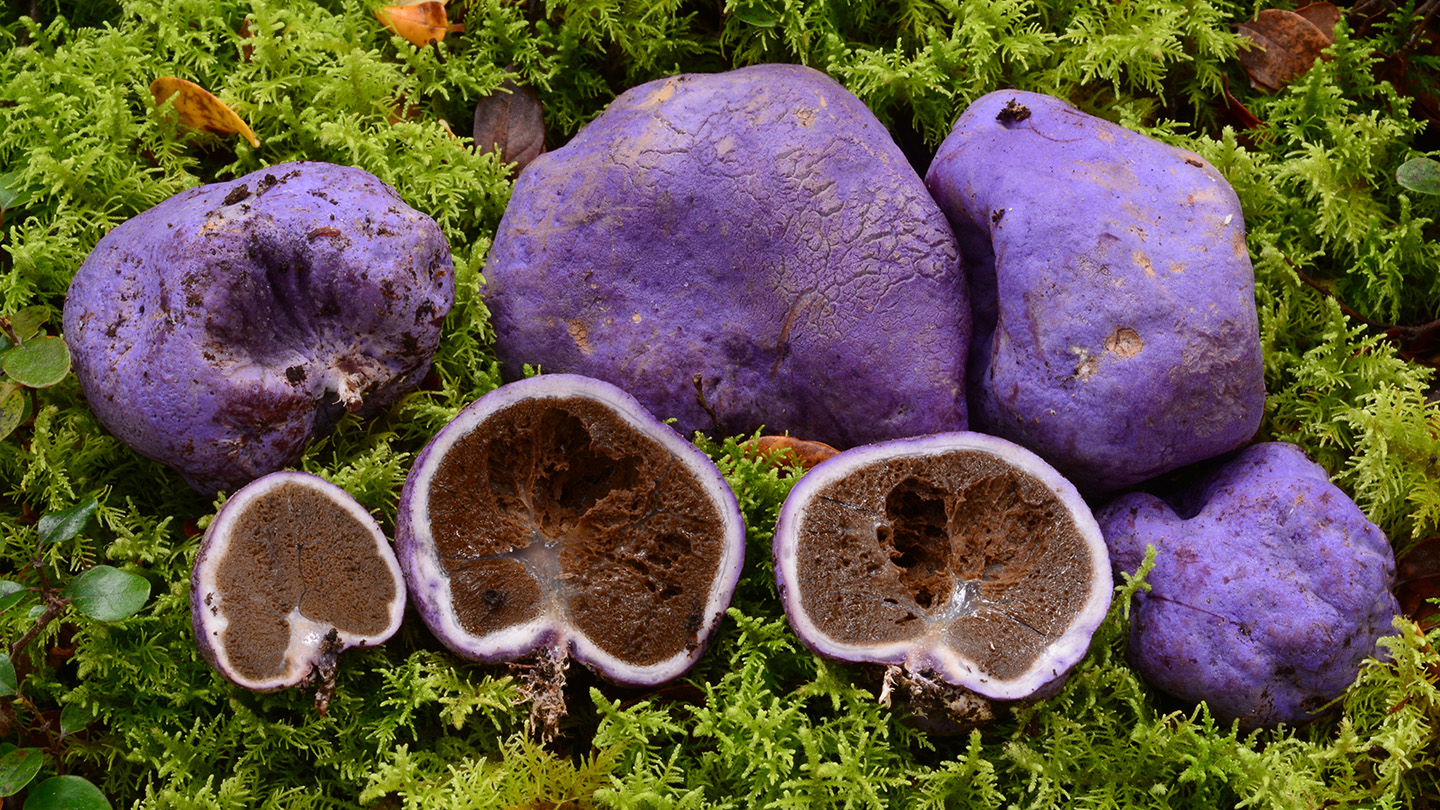 MOA extinto comió hongos truffleleing morados, revelan los excrementos de pájaros fósiles