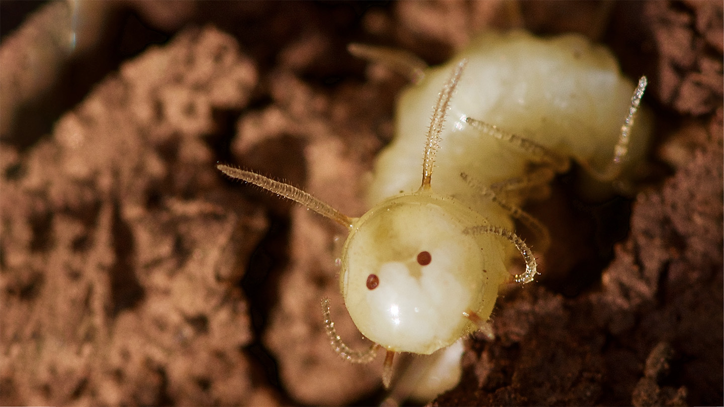 Las colillas de estas larvas de soplete imitan la termita